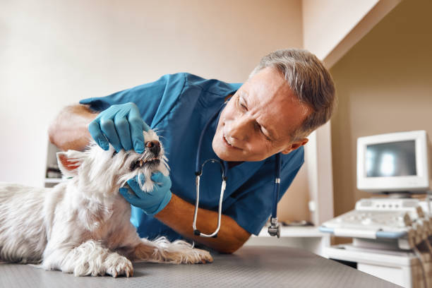 Best Pediatric Emergency Dentist in Algoma, WI
